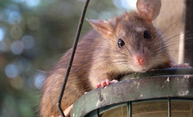 ratón plagues esser viu